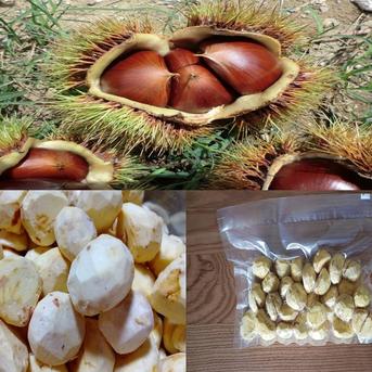 そのまま使える新鮮むき栗 無農薬 自然栽培 | 果物/栗 産直アウル 農家