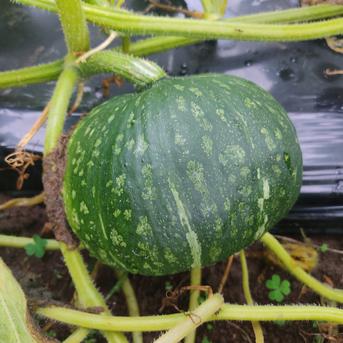 秋のほくほく野菜セット！えびすカボチャ3～5玉＋ジャガイモ約2kg
