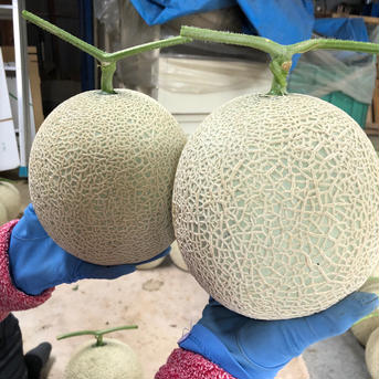 絶品！旬屋OKADAのリッチなアールス赤肉メロン🍈 1.7kgの〜2.2kg以内　２玉入り🍈 果物/メロン通販