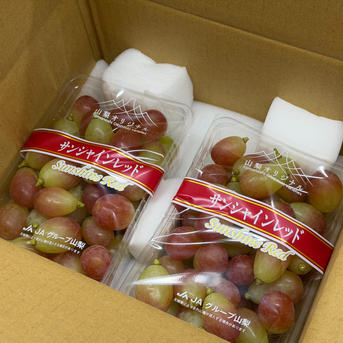 限定価格1000円値引き【サンシャインレッド】山梨県限定 ご家庭用(訳