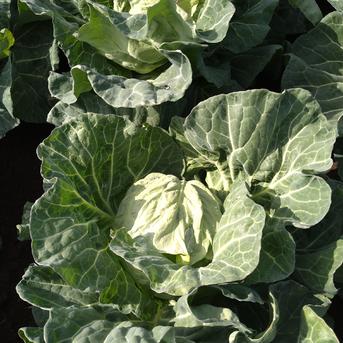 三浦の春キャベツクール便3個入り 3キロ前後 野菜/キャベツ通販