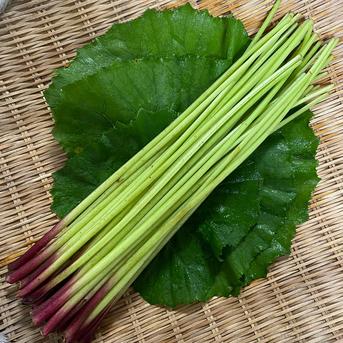 送料500円引] 天然の山蕗(やまぶき・ふき) ｜ 野菜/その他野菜 産直
