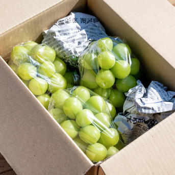 朝採り:農家直送】9月9日収穫分 岡山県産ピオーネ5kg さと