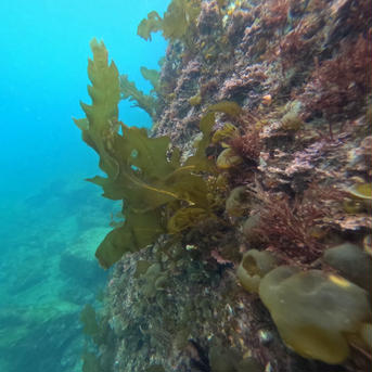 天然の生ワカメ　新ワカメ 1キロ 魚介類/海藻通販