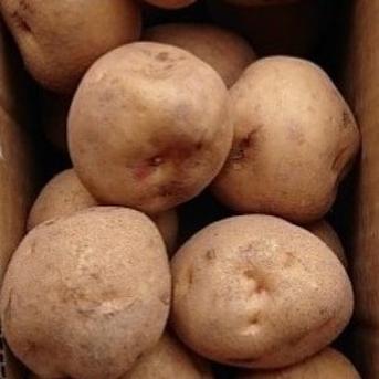 キタアカリSサイズ5kg箱入り(60g〜80g) 約5kg 野菜/じゃがいも通販