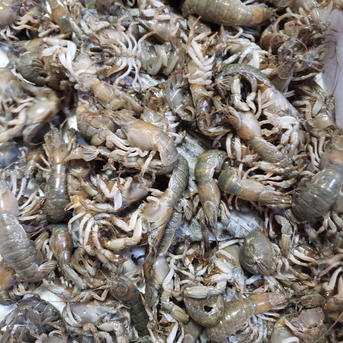 熊本県産の新鮮マジャク(シャク・アナジャコ)冷凍1.5kg(500g×3) 1.5kg(500g×3) 魚介類/その他甲殻類通販