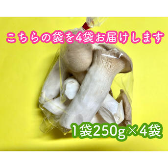 【新品】 エリンギ　4枚セット 特別セール】B品エリンギ1kg(250g×4袋) ｜ 野菜/きのこ 産直アウル