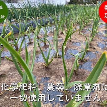 無農薬栽培 にんにく ニンニク（超小粒）2個 ｜ 野菜/にんにく 産直