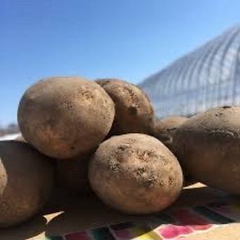 掘りたて新鮮ジャガイモ🥔 Ｌ玉からＭ玉にて発送 野菜/じゃがいも通販