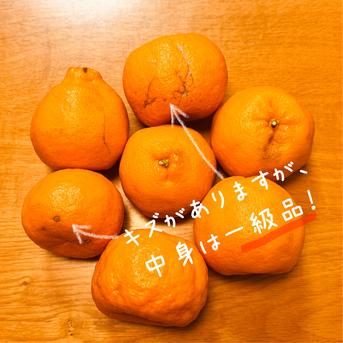 プチプチ食感♪＆種なし】太田ぽんかん《ご家庭用 2kg》｜サイズ混合