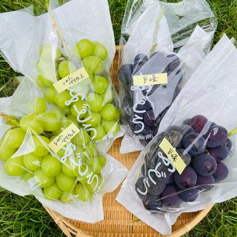 山梨県産 彩り葡萄 房 3kg箱 即日発送 甲州屋厳選 甲州ぶどう 約3kg（4