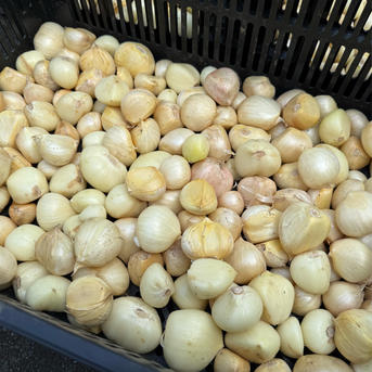 横浜産 ジャンボニンニク 500g（無臭ニンニク） ｜ 野菜/にんにく 産直