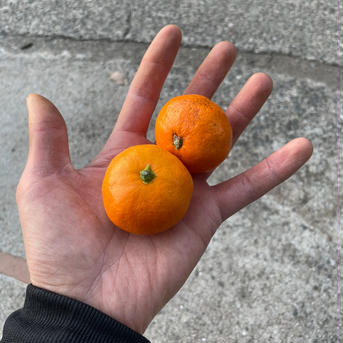 5周年限定　宝樹　小玉みかん　2キロ　有田みかん和歌山県　産地直送 2kg 果物/温州みかん通販