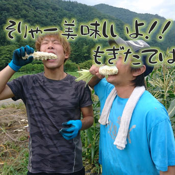 予約でお得！　果汁弾けるホワイトコーン5本 8月上 5本 野菜/とうもろこし通販