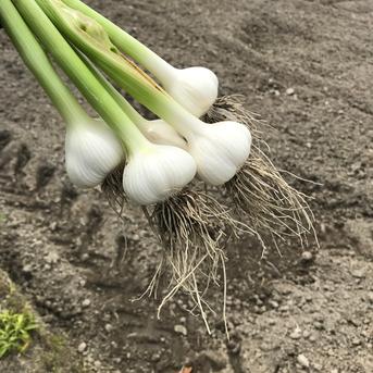 (Sサイズ)フレッシュなままお届け！　生ニンニク Sサイズ　1キロ 野菜/にんにく通販