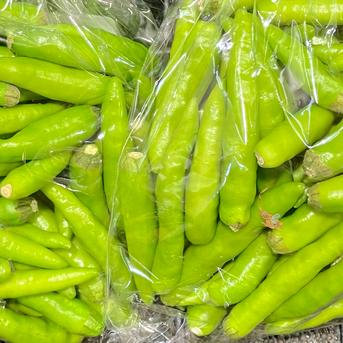 選果落ち 訳あり商品】熊本県産 国産 生 青唐辛子 約500g 【003】枝