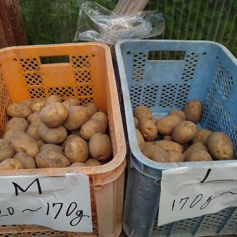 伊東農園のプレミアム・キタアカリ(6kg) ６kg 野菜/じゃがいも通販