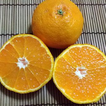 みかんサイズのしらぬい４kg 4kg  果物/オレンジ・その他みかん通販