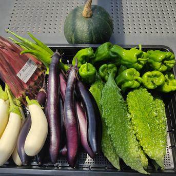 大自然の恵み｜朝採れ夏野菜5～7品おまかせセットLサイズ｜夏の旬を