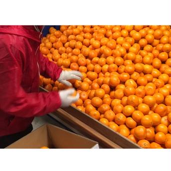 完熟早生みかん 贈答用 3kg（S〜Lのいずれか） こだわり栽培 3kg 果物/温州みかん通販