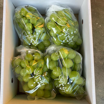 すぐ発送！約1.7キロ3-5房入樹上完熟シャインマスカット- 家庭用訳あり