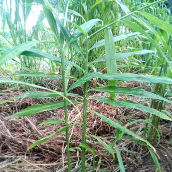 【新生姜】農薬化学肥料不使用の房州中太生姜 約1kg 野菜/薬味通販