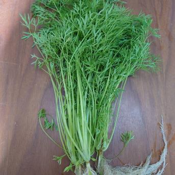 ナリーパクチー１kg！根っこ付 1kg 野菜/ハーブ通販