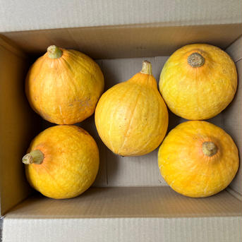【鹿児島産】甘塩コリンキー5個^_^ 5個 野菜/かぼちゃ通販