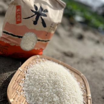愛媛県産 にこまる　白米20キロ 白米【にこまる】20㎏種子消毒なし ｜ 米・穀物/米/精米 産直アウル