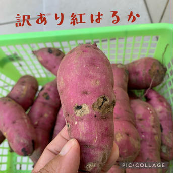 サツマイモ紅はるか（訳あり商品） 2キロ 野菜/さつまいも通販