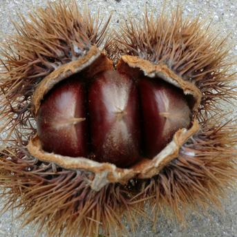 無農薬 利平栗 生栗 利平栗 栗の王様『利平栗』 令和6年も無農薬・無化学肥料で育て