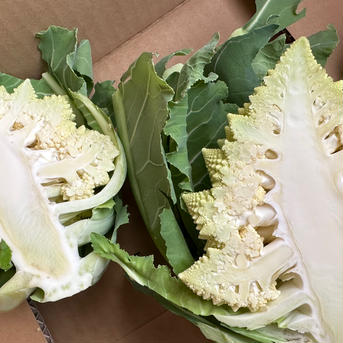 地中海野菜ロマネスコセット 1.5キロ 野菜/ブロッコリー通販