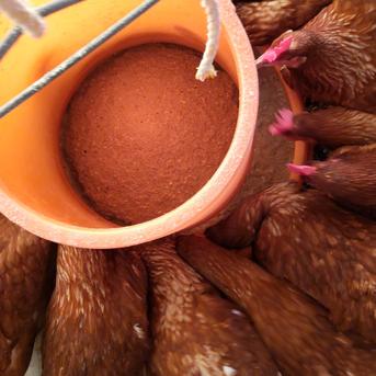 平飼い養鶏卵 60個 60個 卵/鶏卵通販