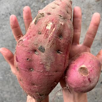 訳アリ！『紅はるか』20㎏ | 野菜/さつまいも 産直アウル 農家から直接