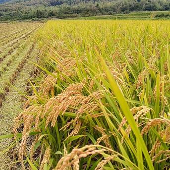 きぬひかり【玄米】 20kg 令和7年産 京都府京丹波町産 | 米・穀物/玄米