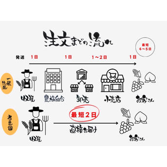 新鮮 ヤングコーン 朝取り 当日発送 農家の賄い】朝取り新鮮訳ありヤングコーン 30本～50本 ｜ 野菜