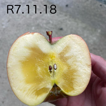 ご家庭用＆訳あり】蜜入りりんご◡̈ 高徳【こうとく】 | 果物/りんご