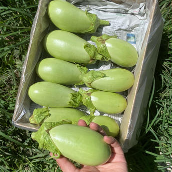 4kg【限定販売】美味しい翡翠茄子！やみつきナス！旨なす！煮ても焼いても美味しい！ 翡翠茄子 4kgほど 野菜/茄子通販