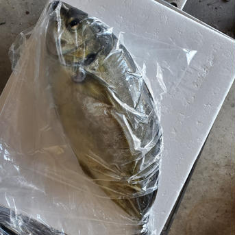養殖シマアジ　お試し 1.0~1.5kg 魚介類/アジ通販