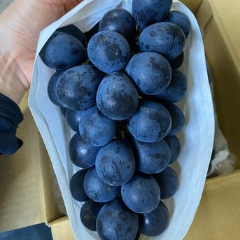 種なし！皮ごとの贅沢。濃密紫紺の実 ナガノパープル2房（1kg