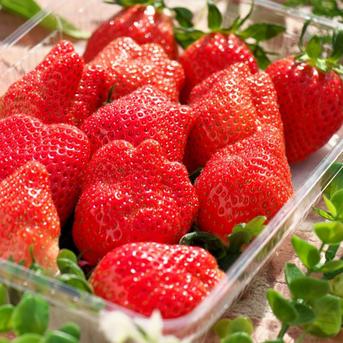 加工用】希少品種ななか どこにもない味の濃いいちご全国7件のみ栽培
