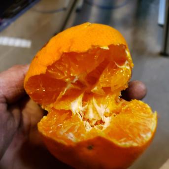 箱込約10㌔ 甘平 | 果物/その他柑橘類 産直アウル 農家から直接野菜