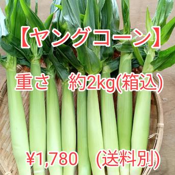 大越さま専用【ヤングコーン4.5kg プラチナコーン8本】クール便茨城県
