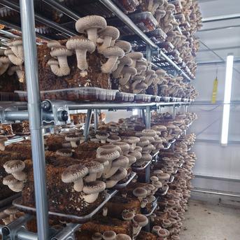 【アウルの日】新鮮生しいたけ【1kg】M~Lサイズ静岡県産【お得】150gチビ椎茸【おまけ付き】 1.15kg 野菜/きのこ通販