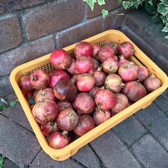 自然栽培】稀少な国産生ざくろ 1kg以上☆農薬・肥料不使用｜ザクロ