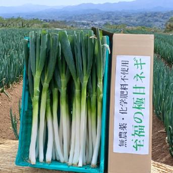 信州産【白ネギ】12本⭕️香り豊か⭕️採れたて瑞々しい「春ネギ」✨無農薬✨有機栽培✨ S／M／L／2L　12本入り 野菜/ねぎ通販