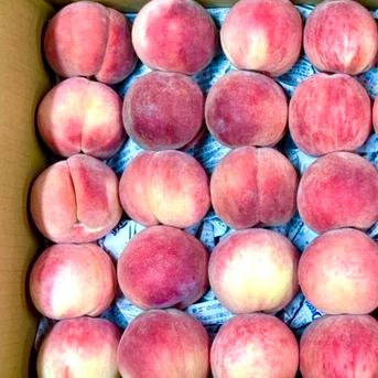 加工用 桃 あかつき 約3kg ｜ 果物/もも 産直アウル 農家・漁師など