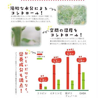 旨味トマト🍅プチぷよ2パック 2パック(約440g) 野菜/トマト通販