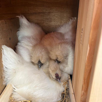 【B品】小さめ烏骨鶏有精卵6個 6こ入 卵/鶏卵通販