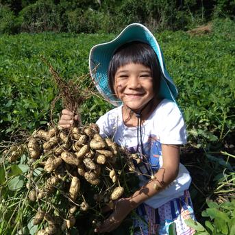 今が旬！】無農薬 生落花生 おおまさり 4kg 自然栽培（常温） | 野菜